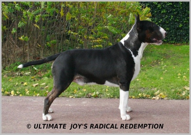 ULTIMATE  JOY'S RADICAL REDEMPTION.jpg