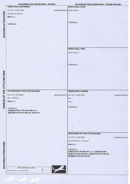 PED 01.jpg